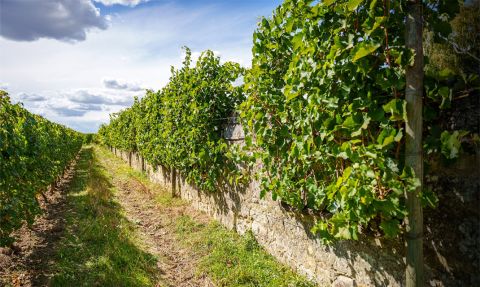 Domaine de Nerleux