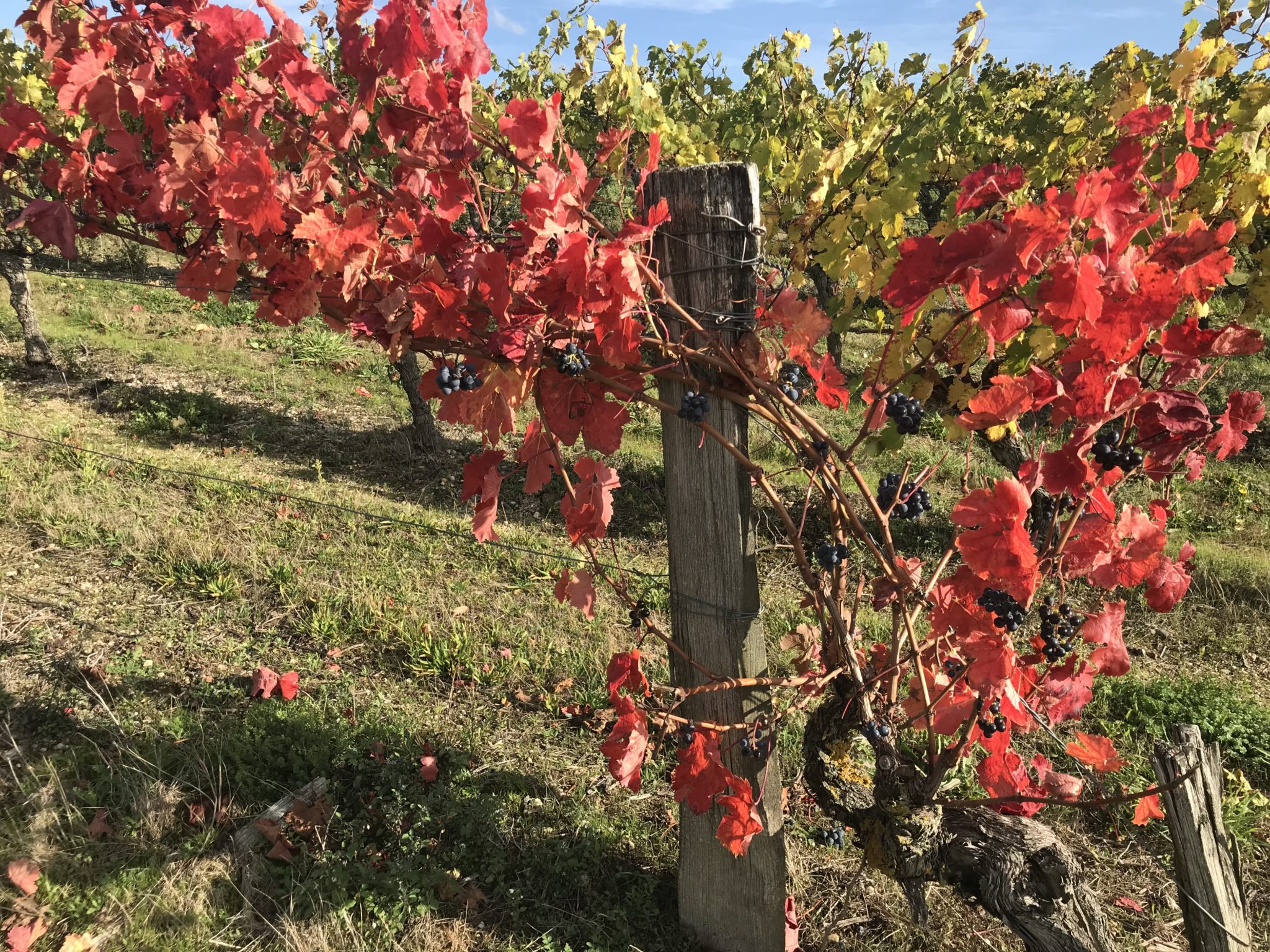 Domaine de Trompe Tonneau