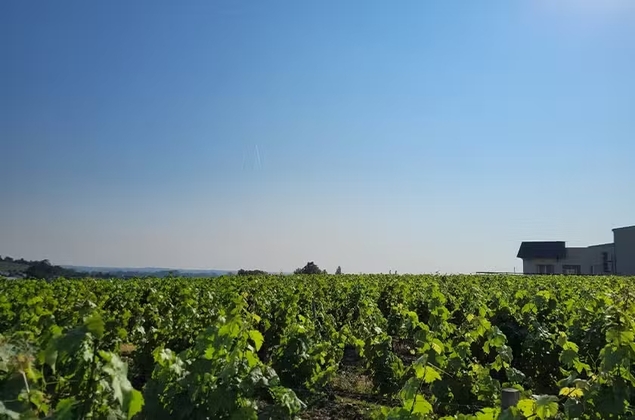 Domaine Delaunay