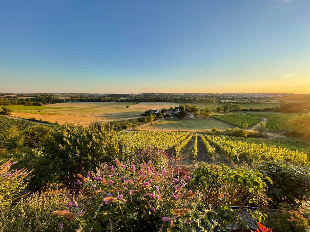 Domaine des Coteaux Blancs