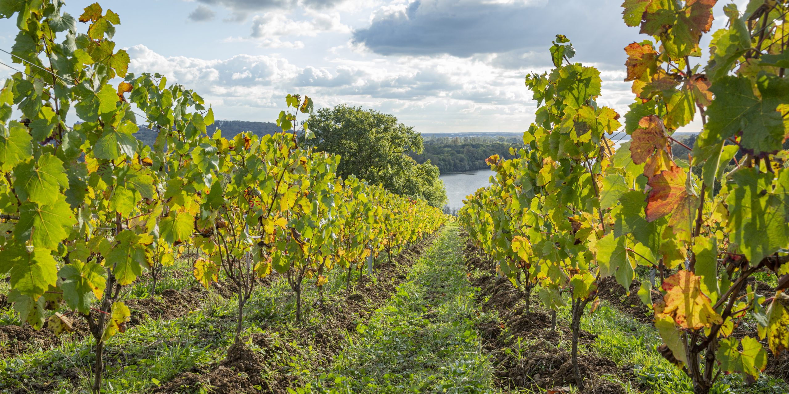 Domaine des Génaudières