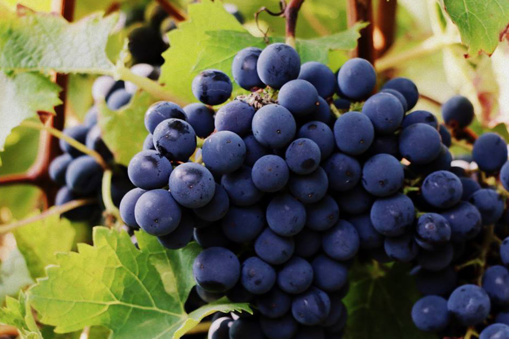 Domaine des Hautes Vignes