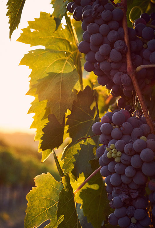 Domaine des Raynières