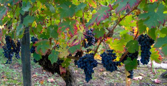 Domaine du bien vivre