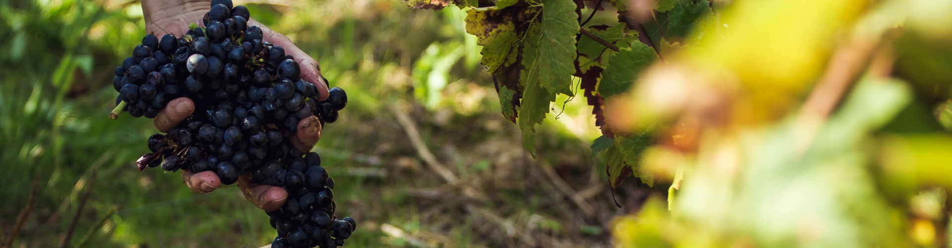 Domaine du Haut Fresne