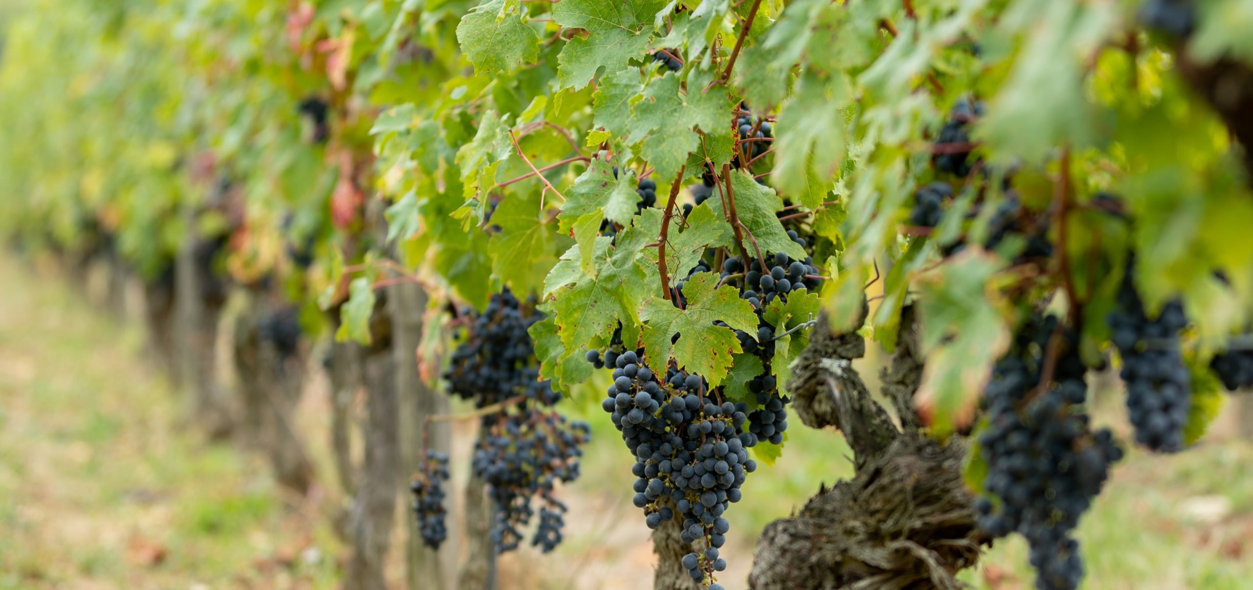 Domaine du Rochouard