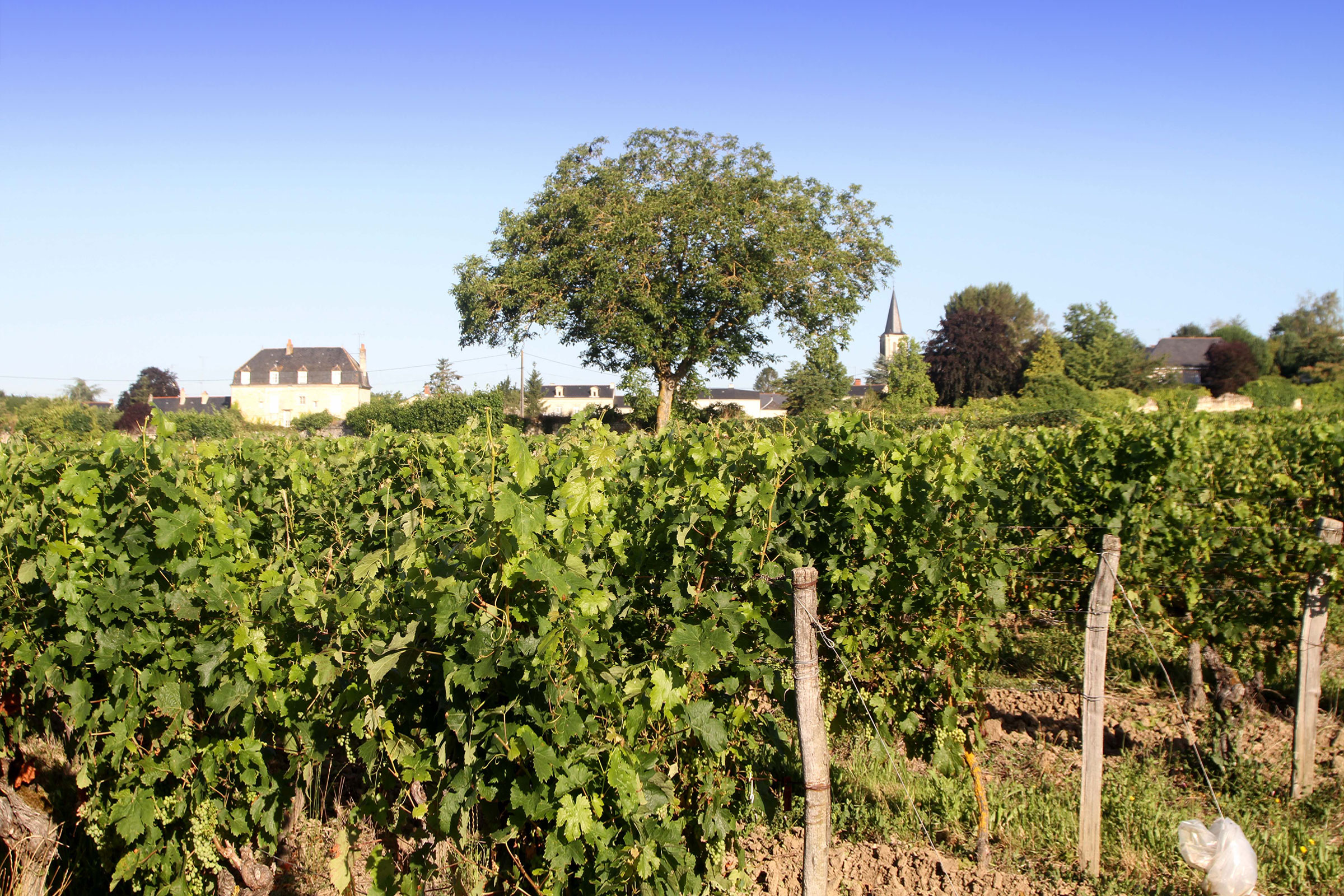 Domaine du Vieux Bourg