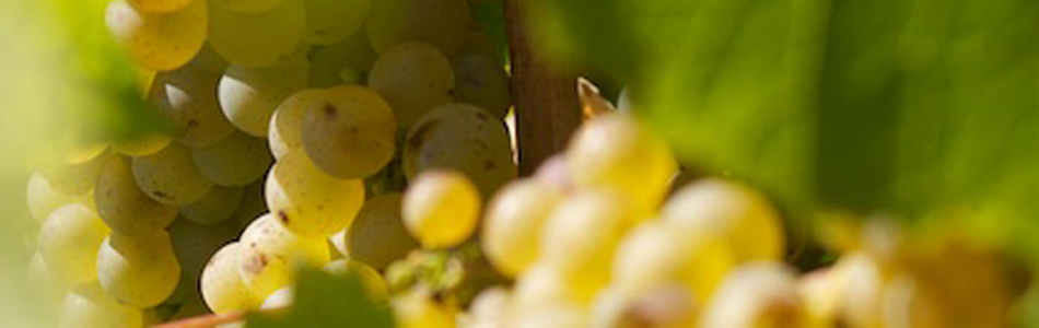 Domaine Haute Févrie