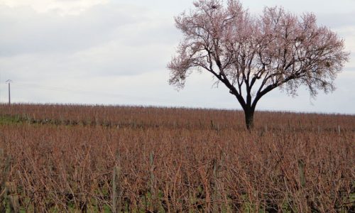 Domaine la Bonnelière