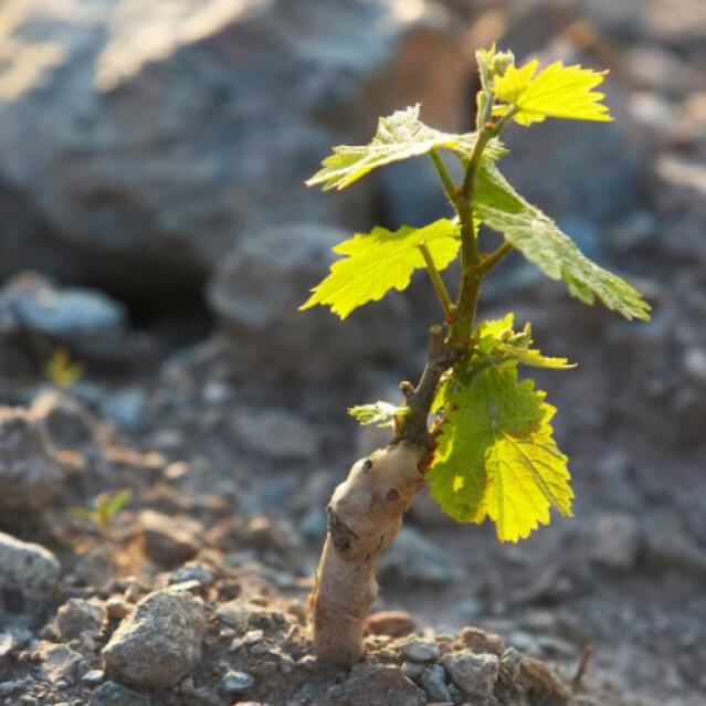 Domaine Leduc-Frouin