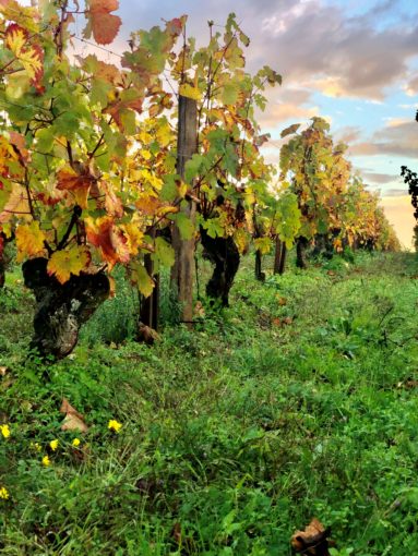 Domaine Patrice COLIN