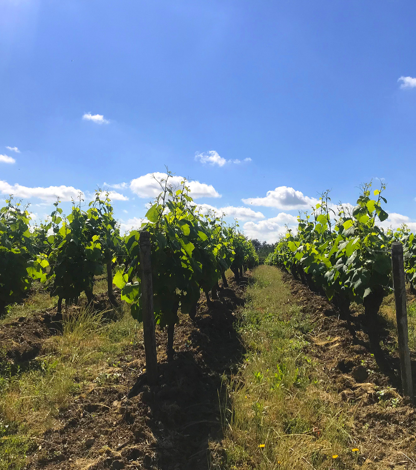 Domaines Vinet