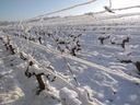 Les Vignes de l'Alma