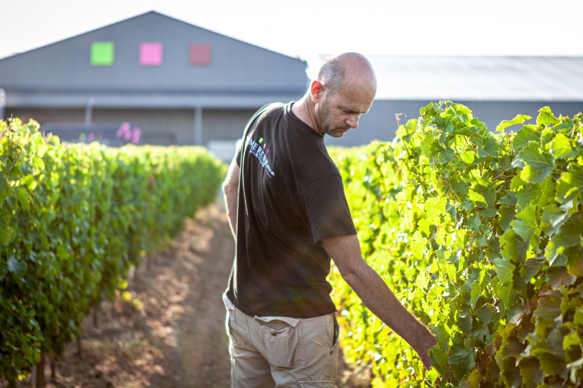 Les Vignobles Mercier