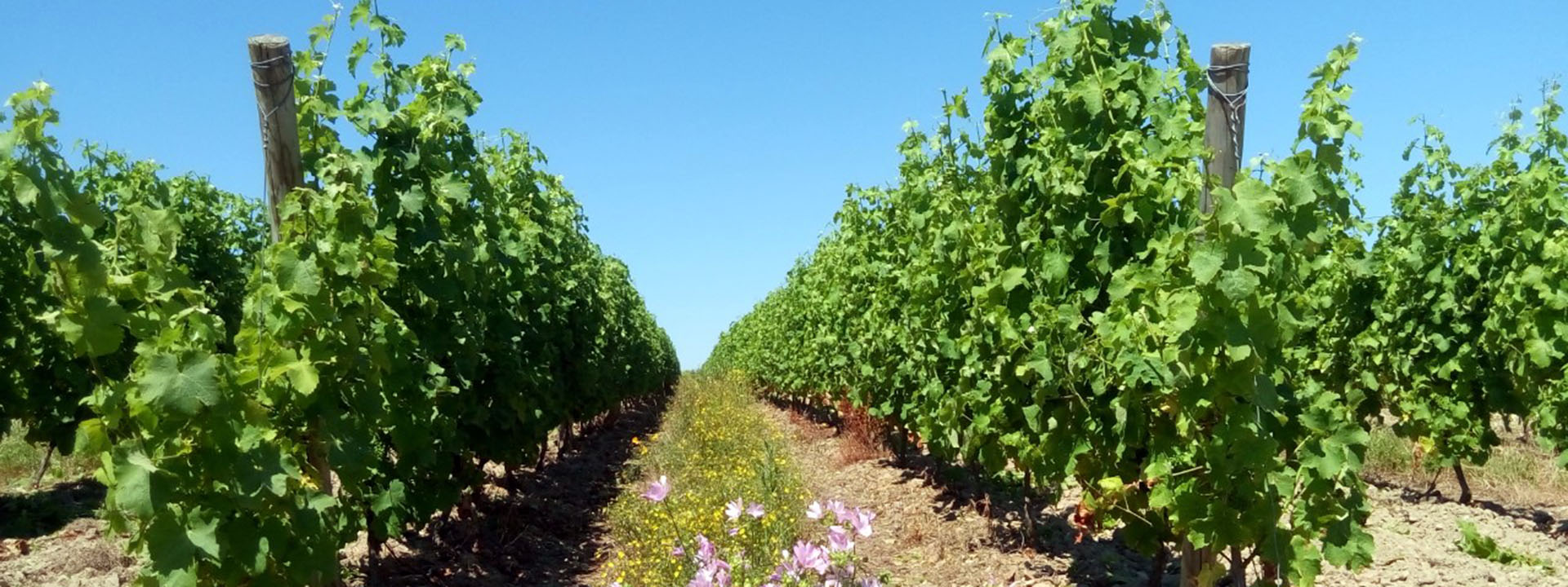 Vignoble de la Foliette