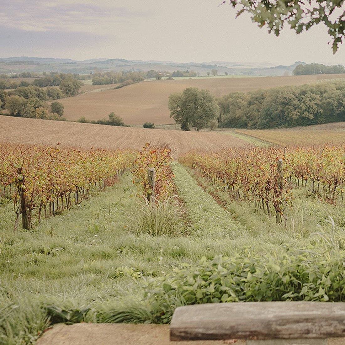 SCEA Domaine de Bazin