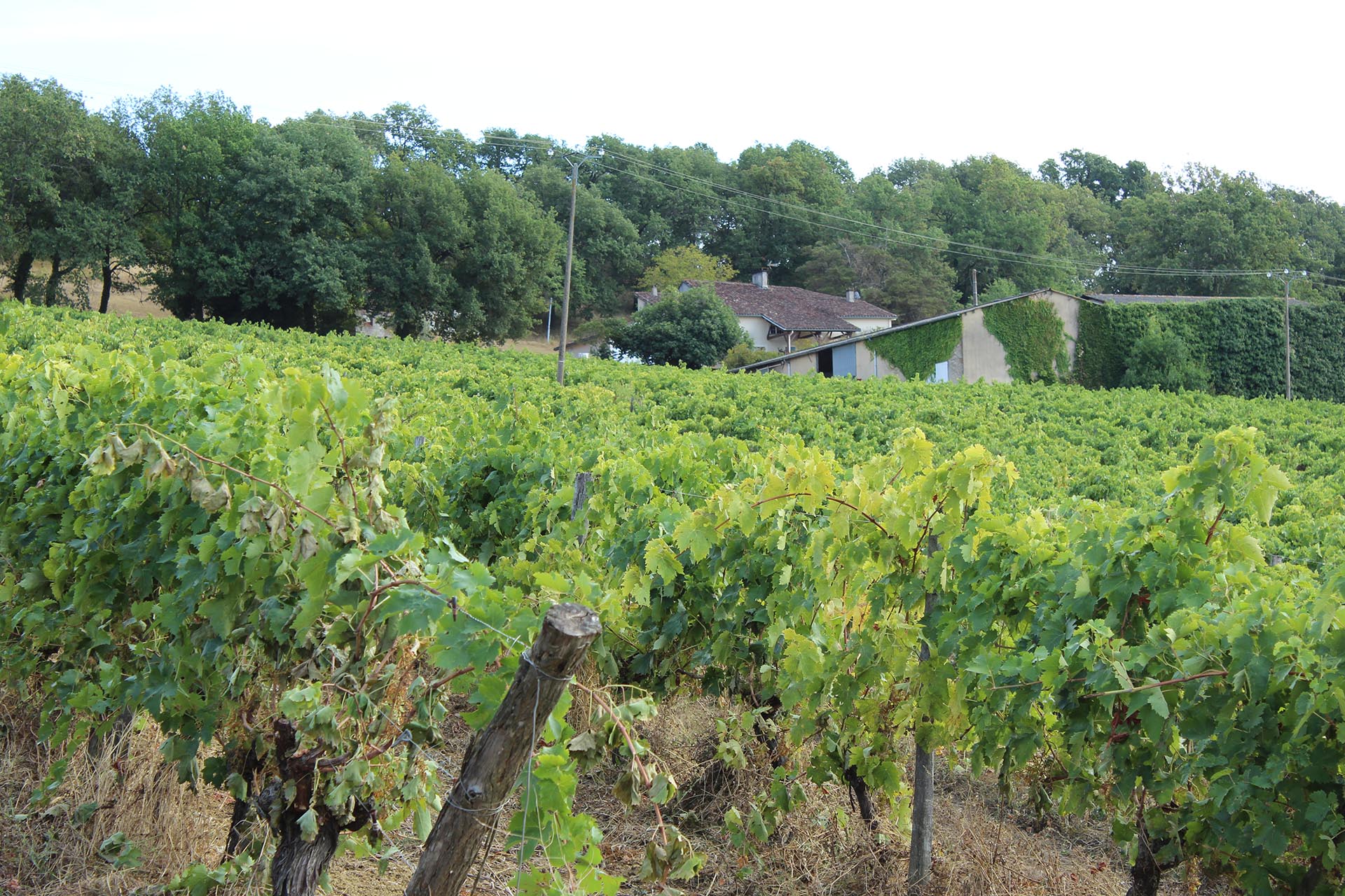 Domaine Entras