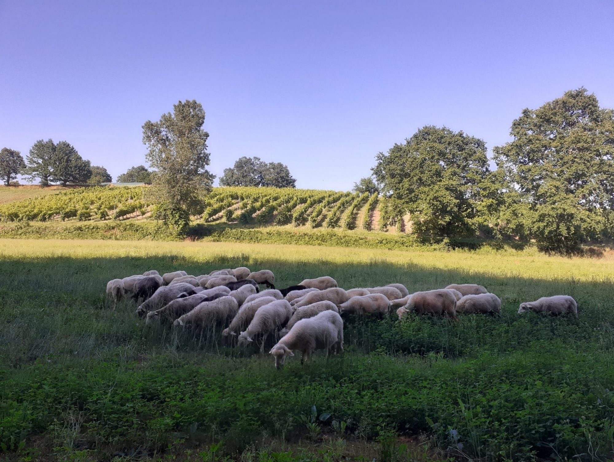 Domaine de Maillac