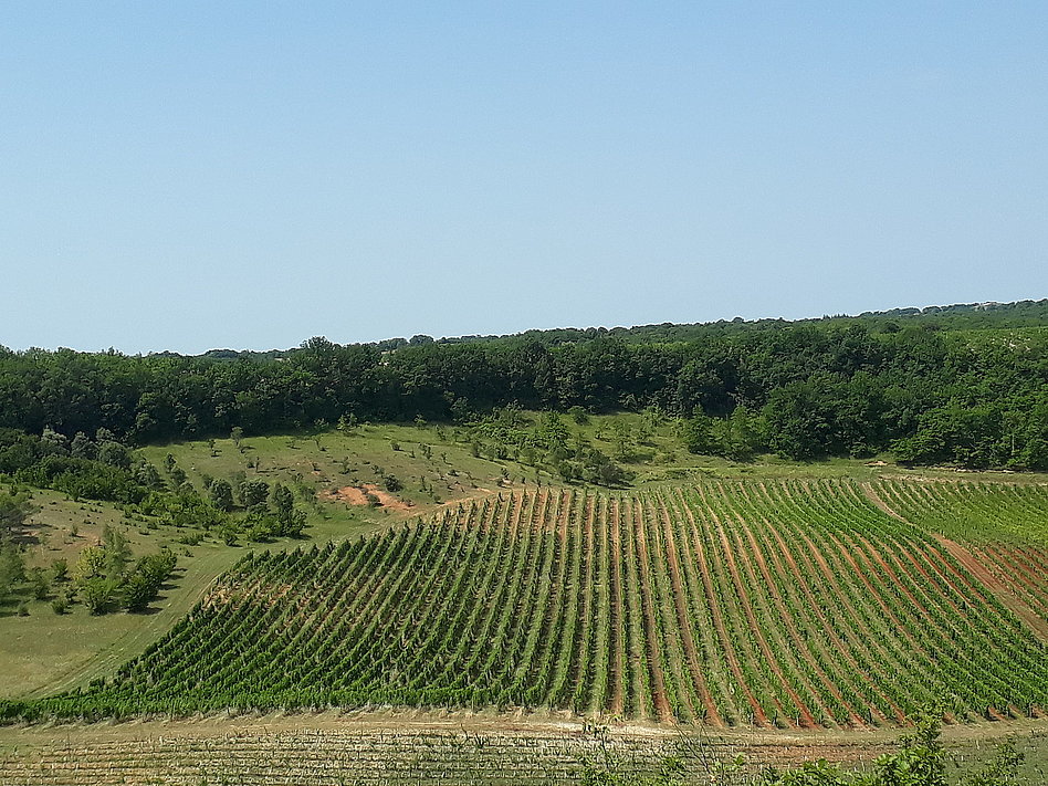 Domaine de Lacoste