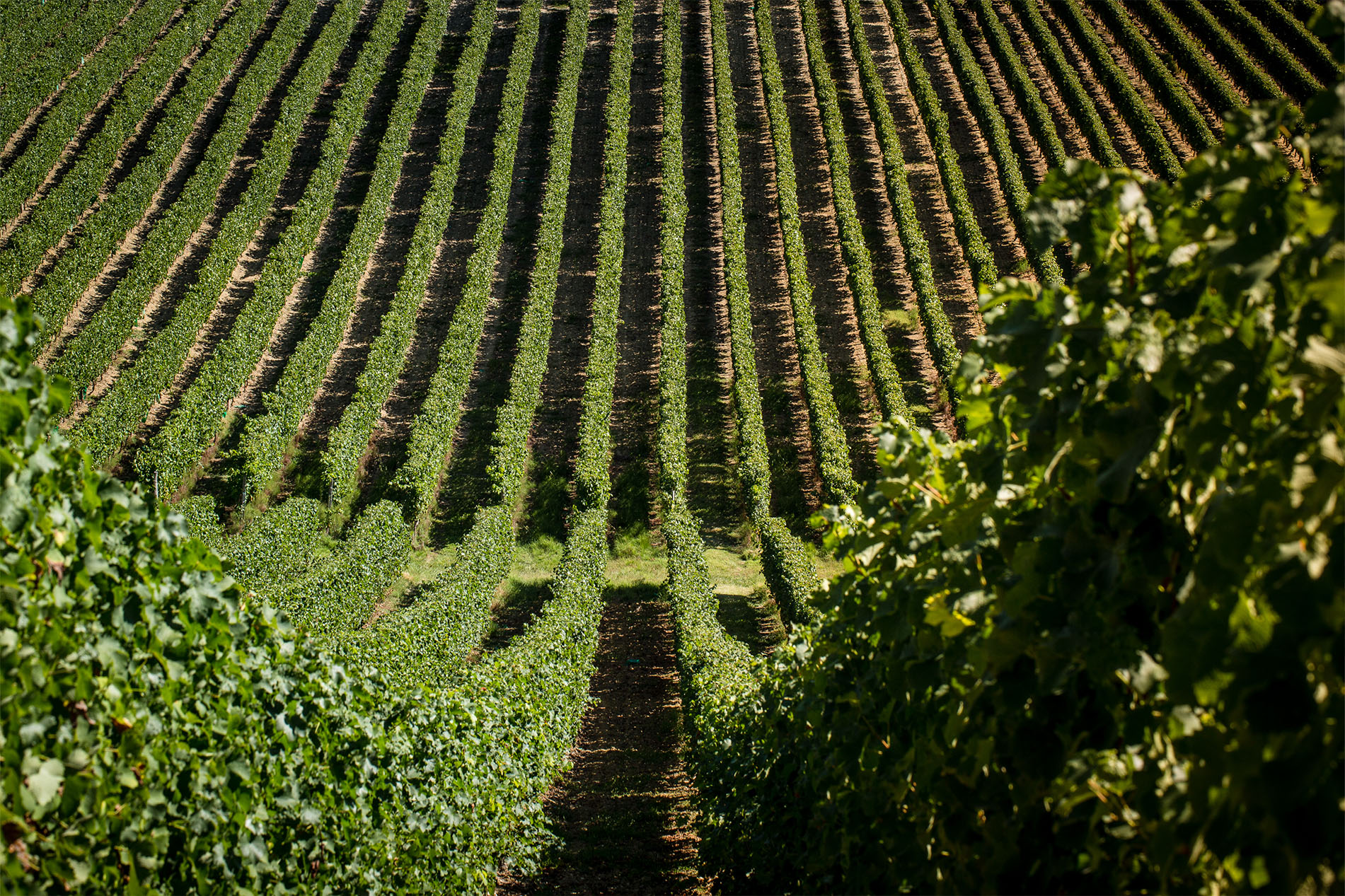 Domaine Haut Marin