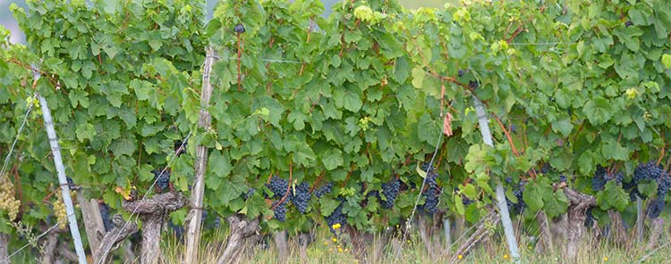 Domaine Rességuier