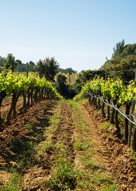 Cave des Vignerons Londais
