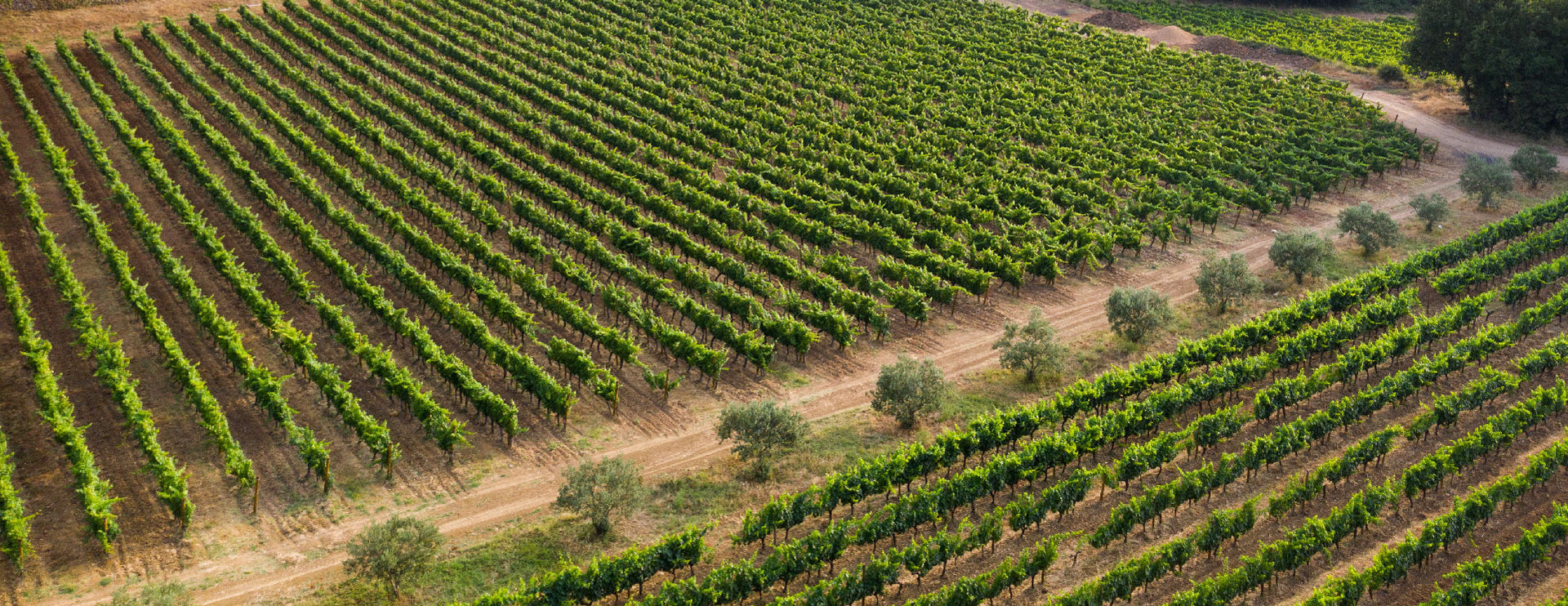 Chateau Margui Vineyards