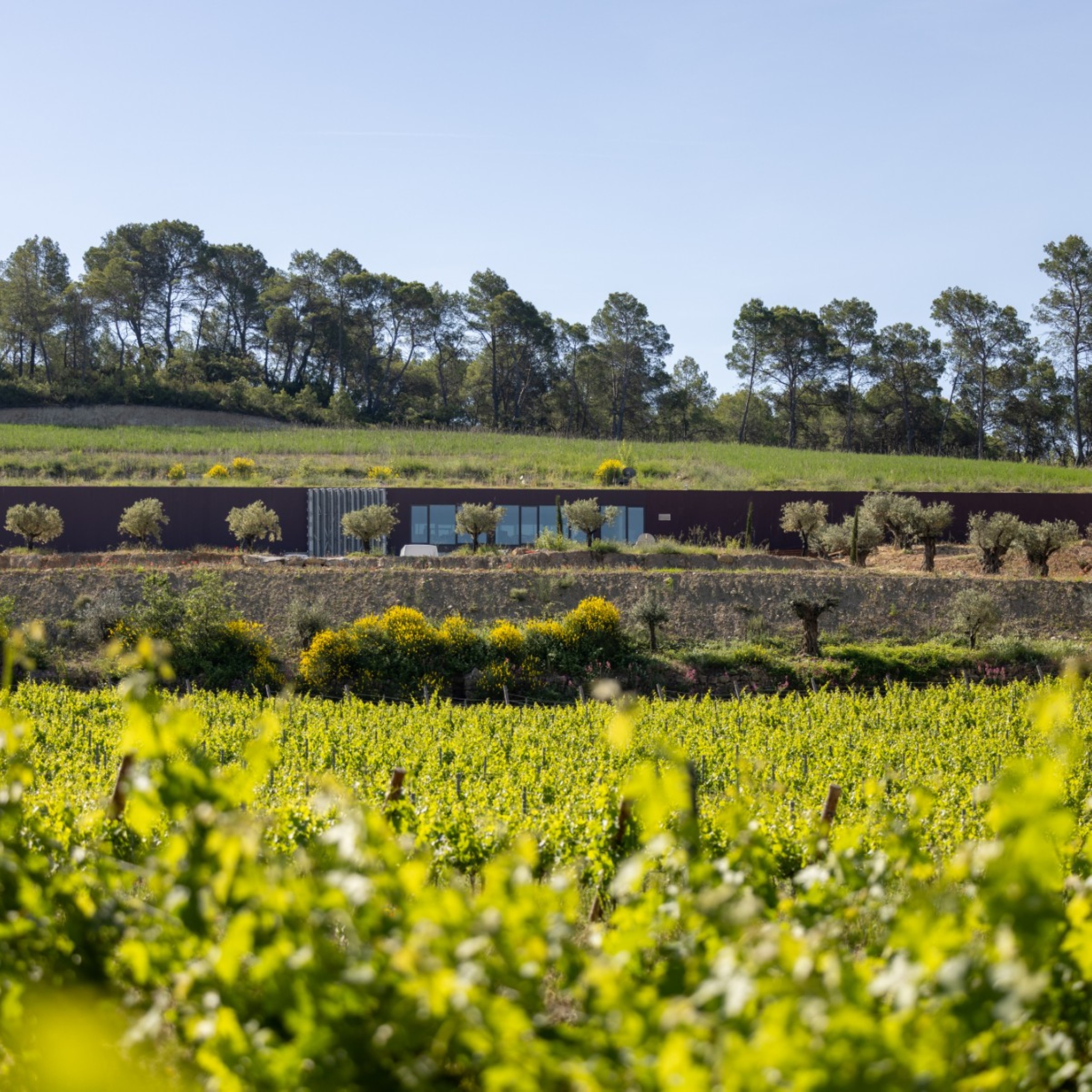 Clos de Caille