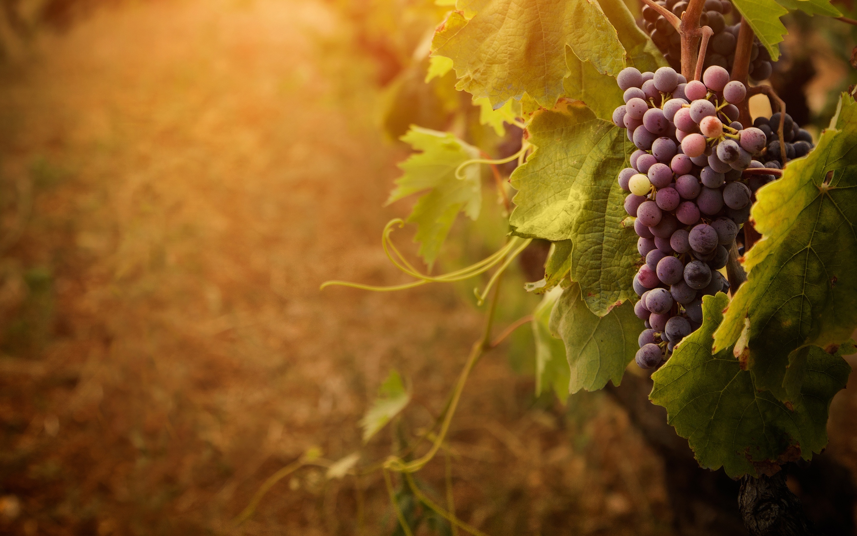 Domaine Bastide du Plan