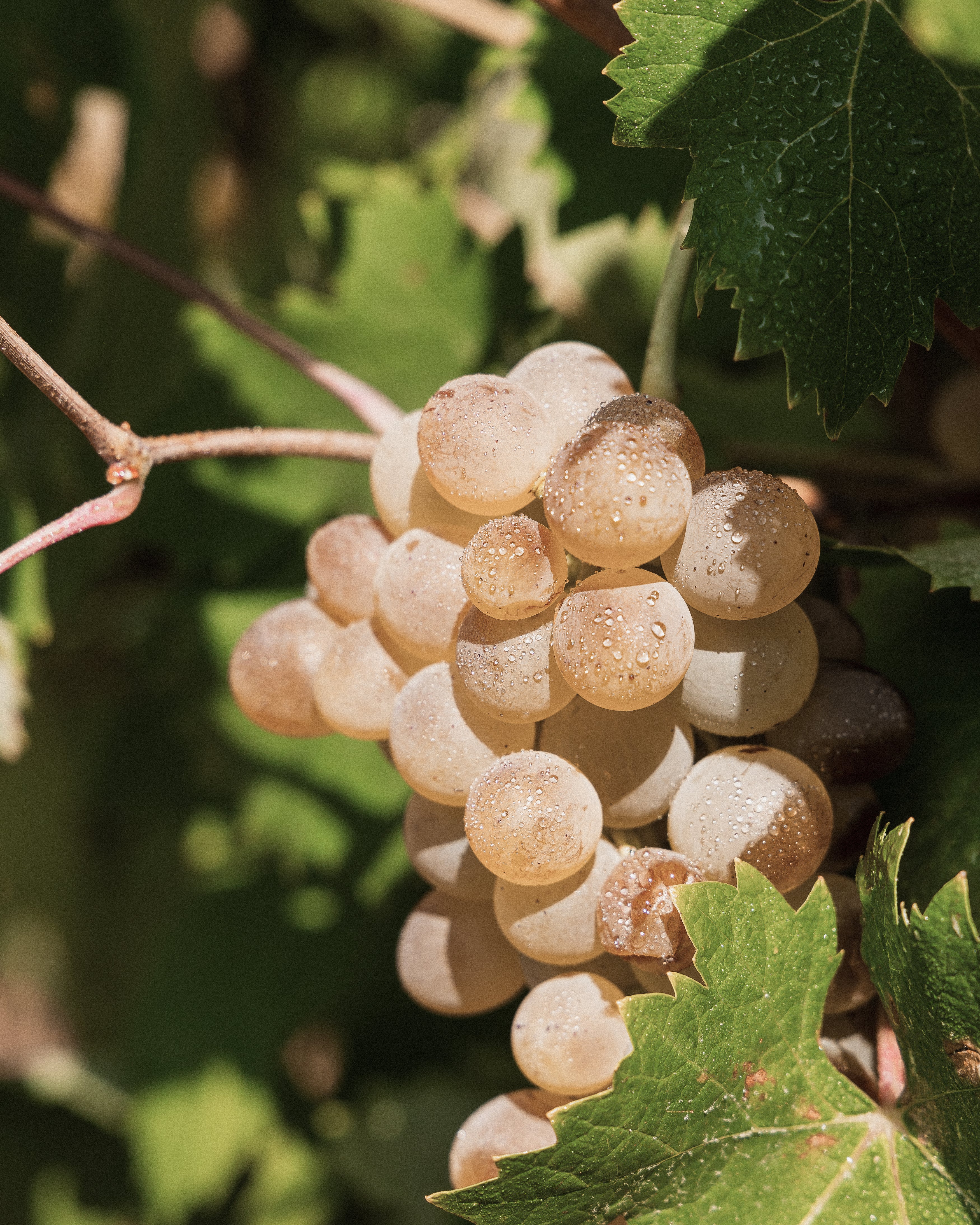 Domaine de Beaumel
