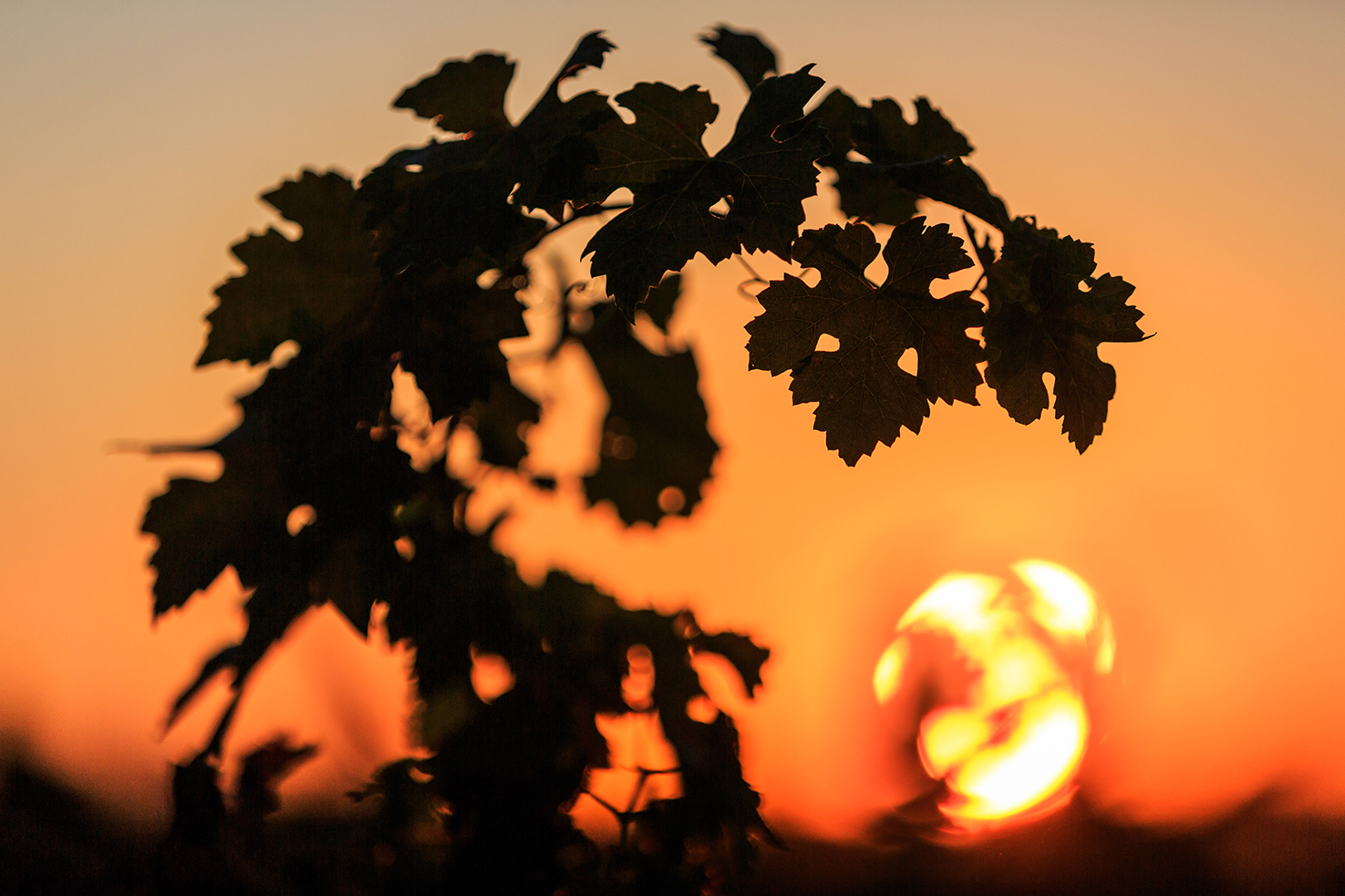Domaine de l'Amaurigue