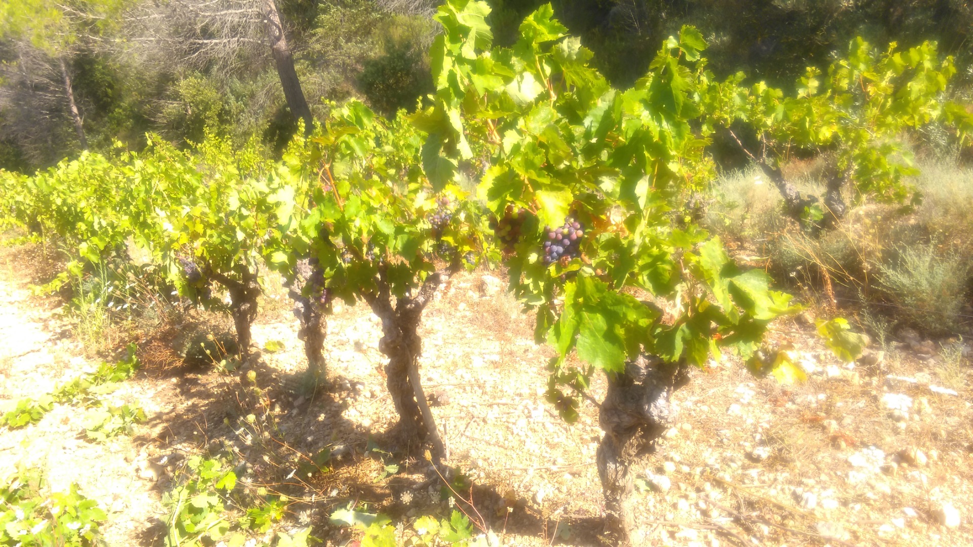 Domaine Delahaye