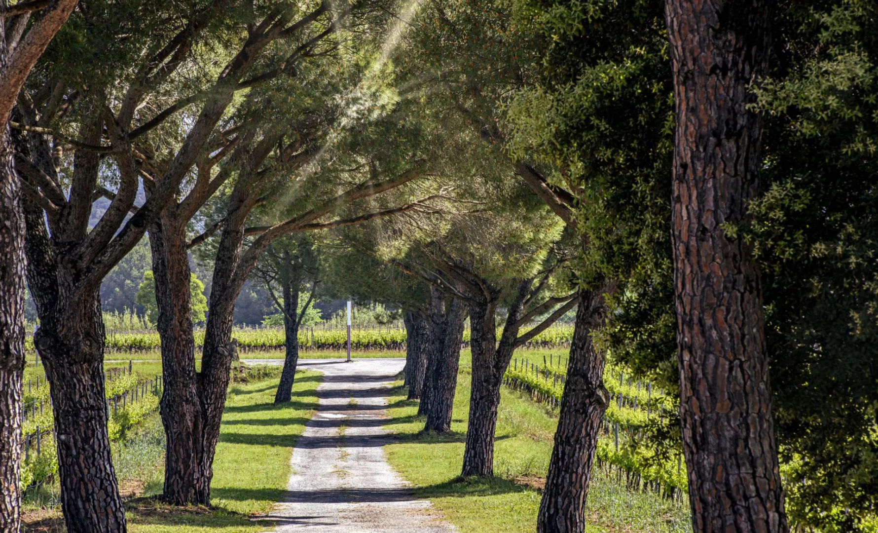 Domaine des Feraud