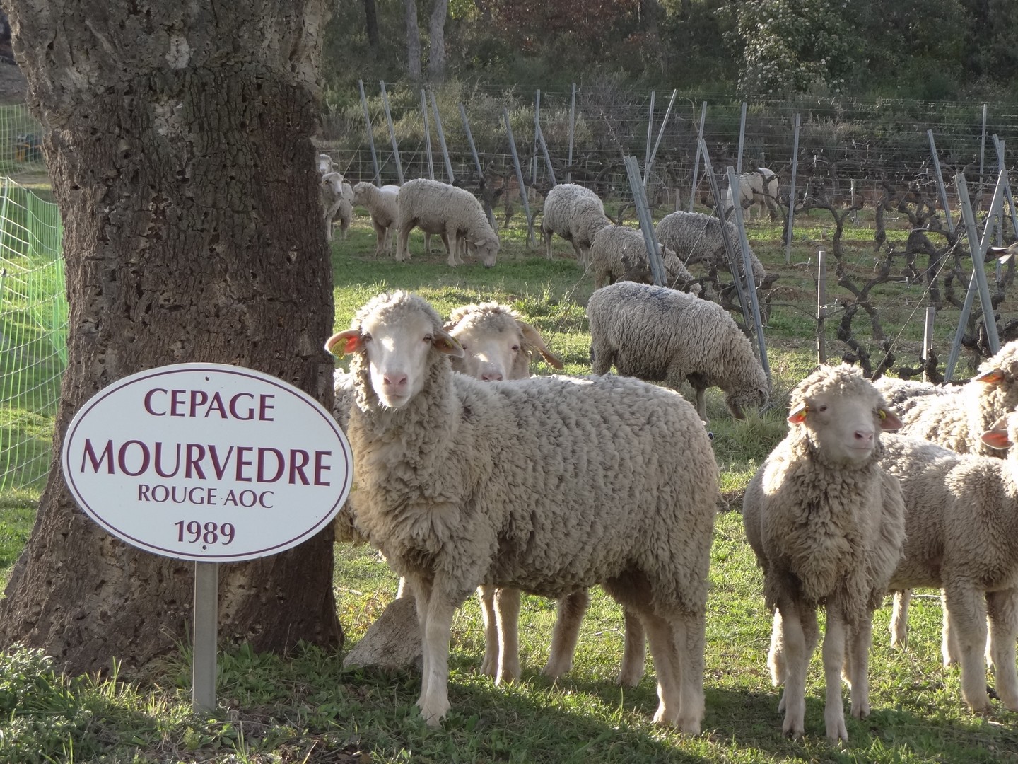 Domaine des Planes