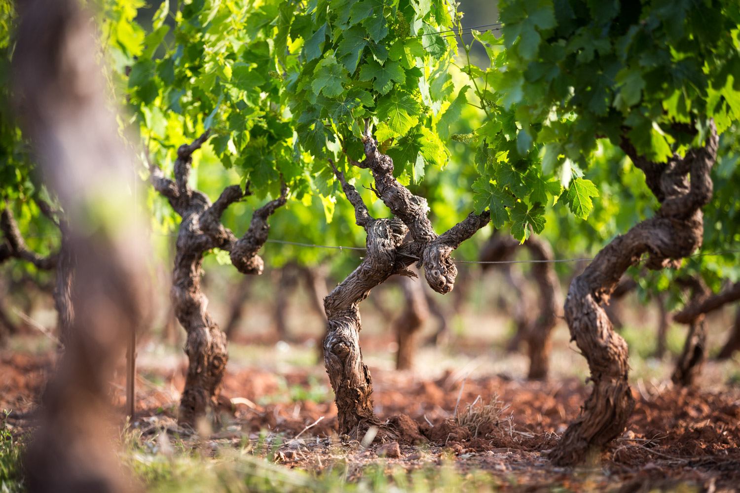 Domaine des Thermes