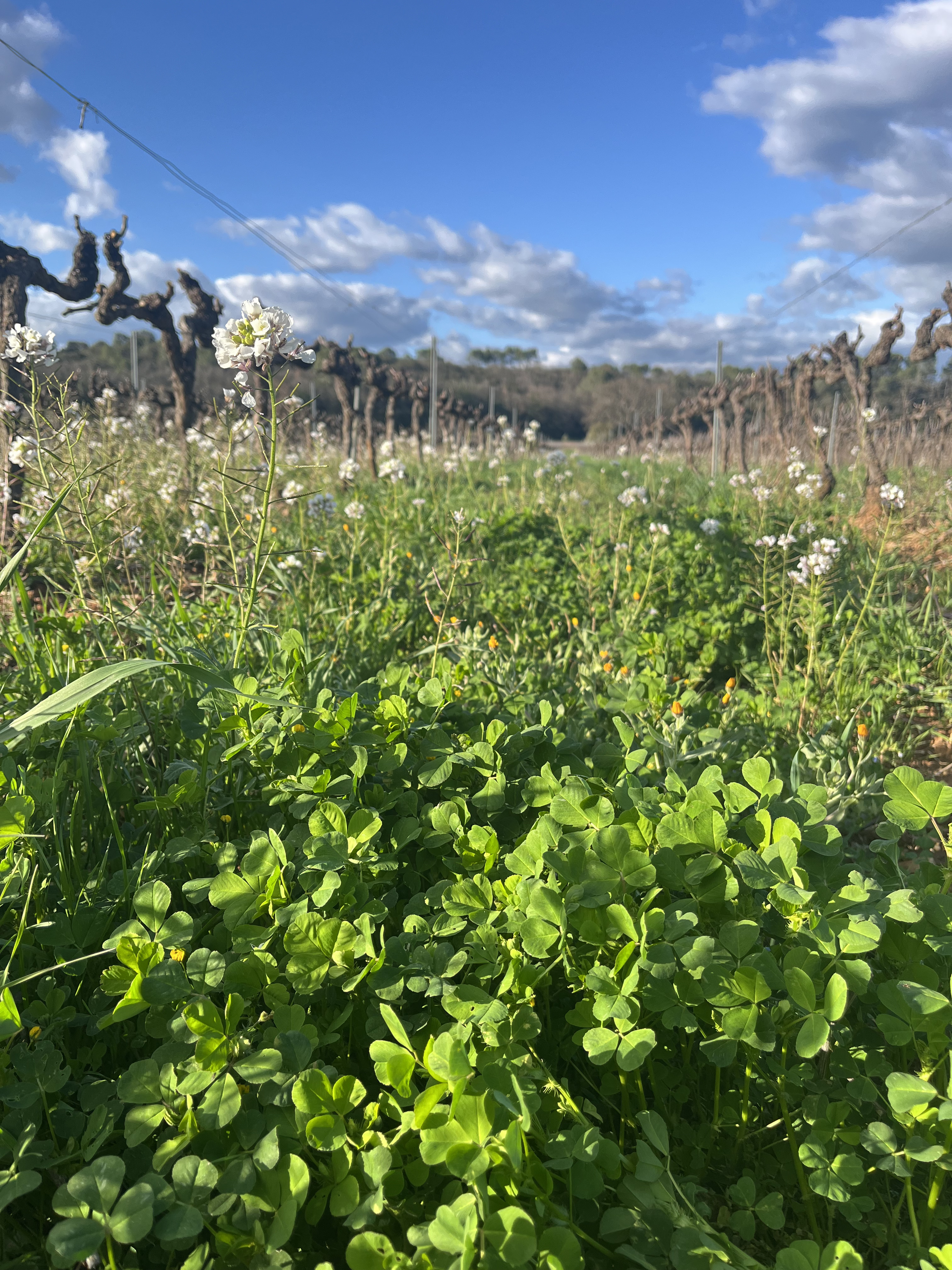 Domaine des Trefles