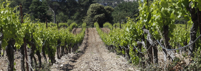 Domaine du Mas Bleu