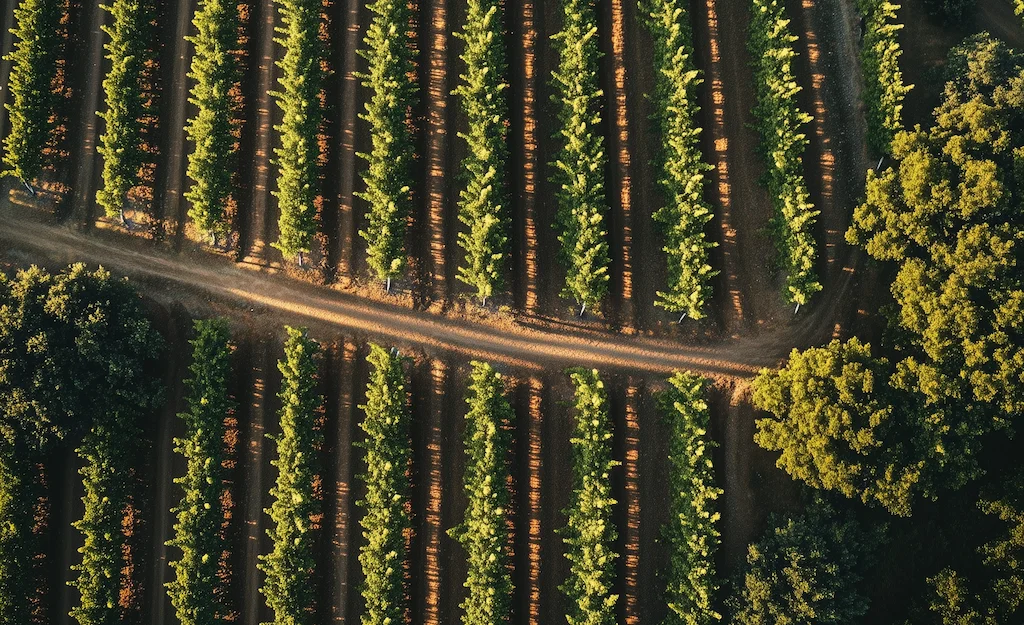 Domaine Grande Palliere