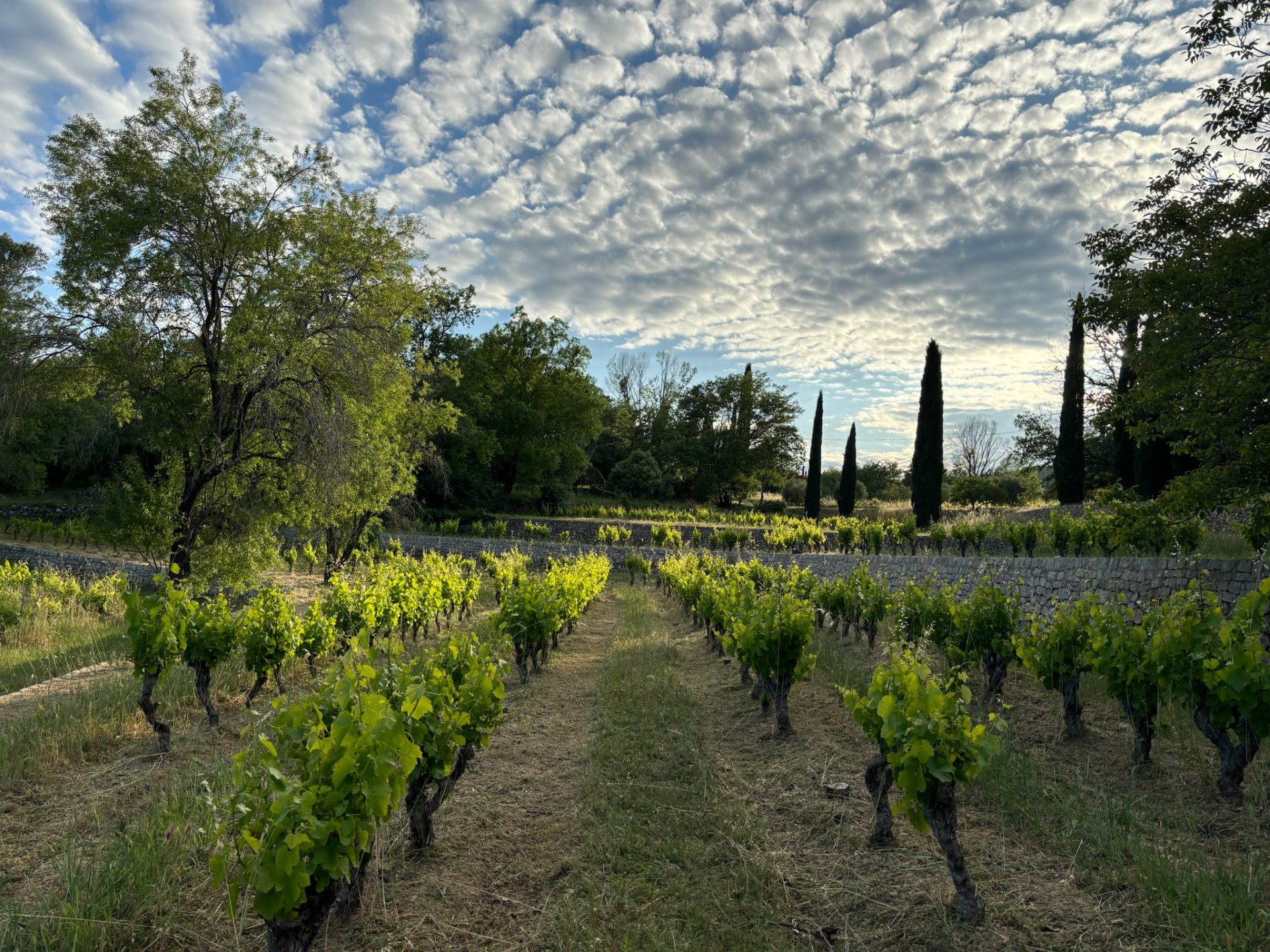 Domaine les Laurons