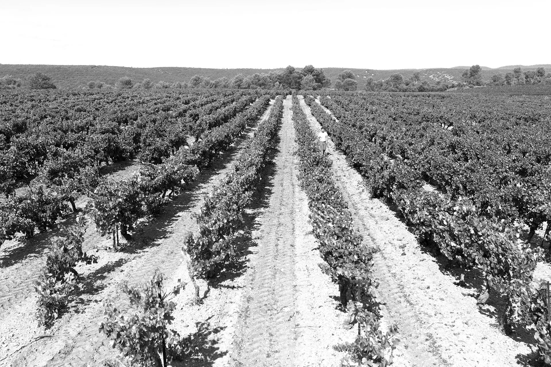 Domaine Masson Gilles