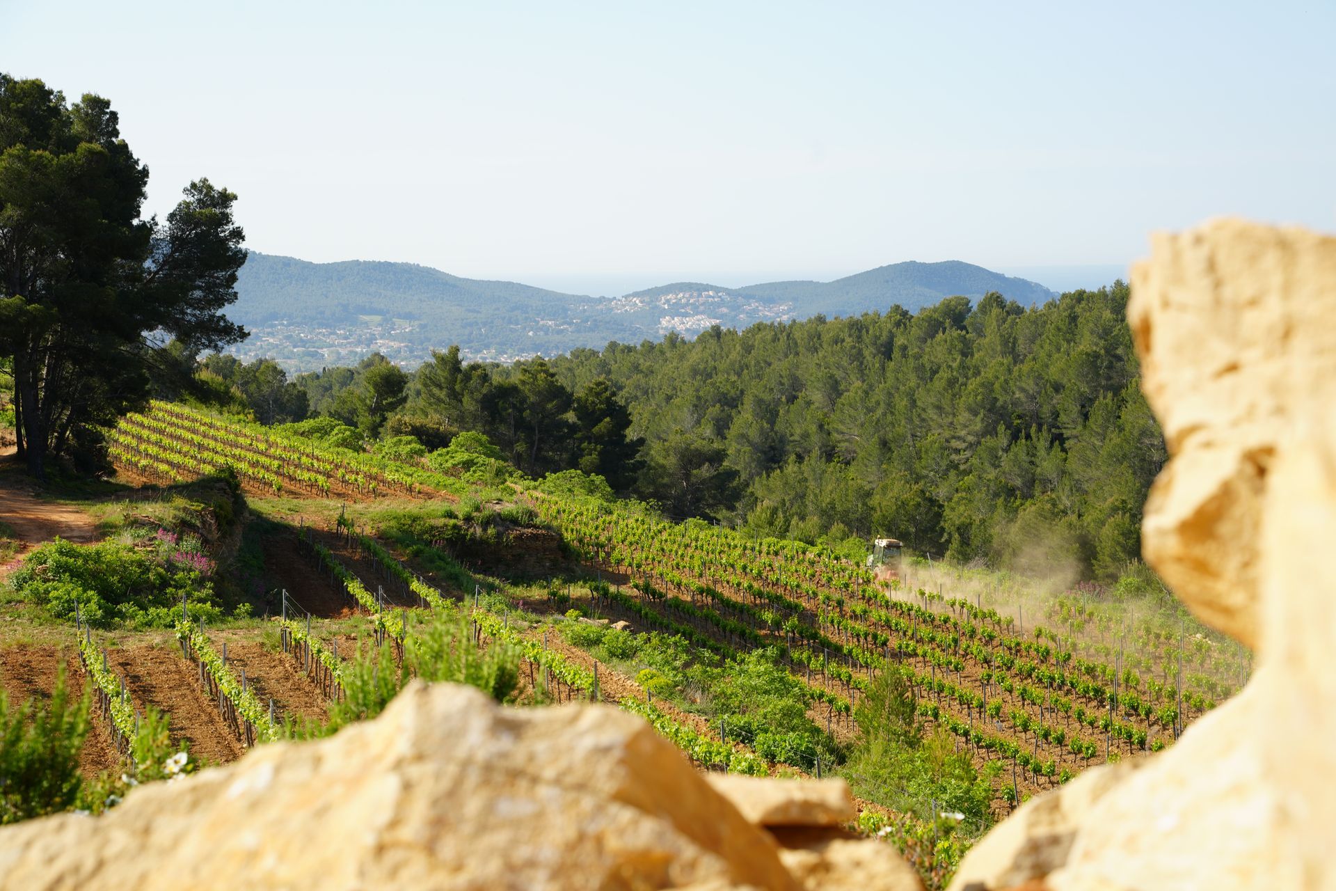 Domaine Pieracci