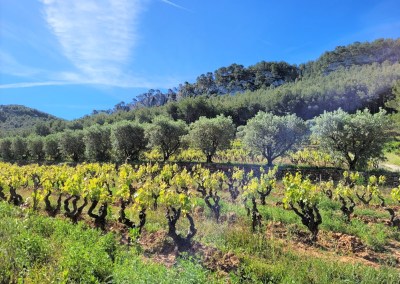 Domaine Saint Come