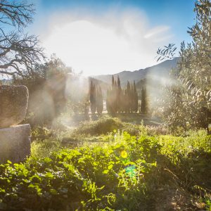 Domaine Saint Julien