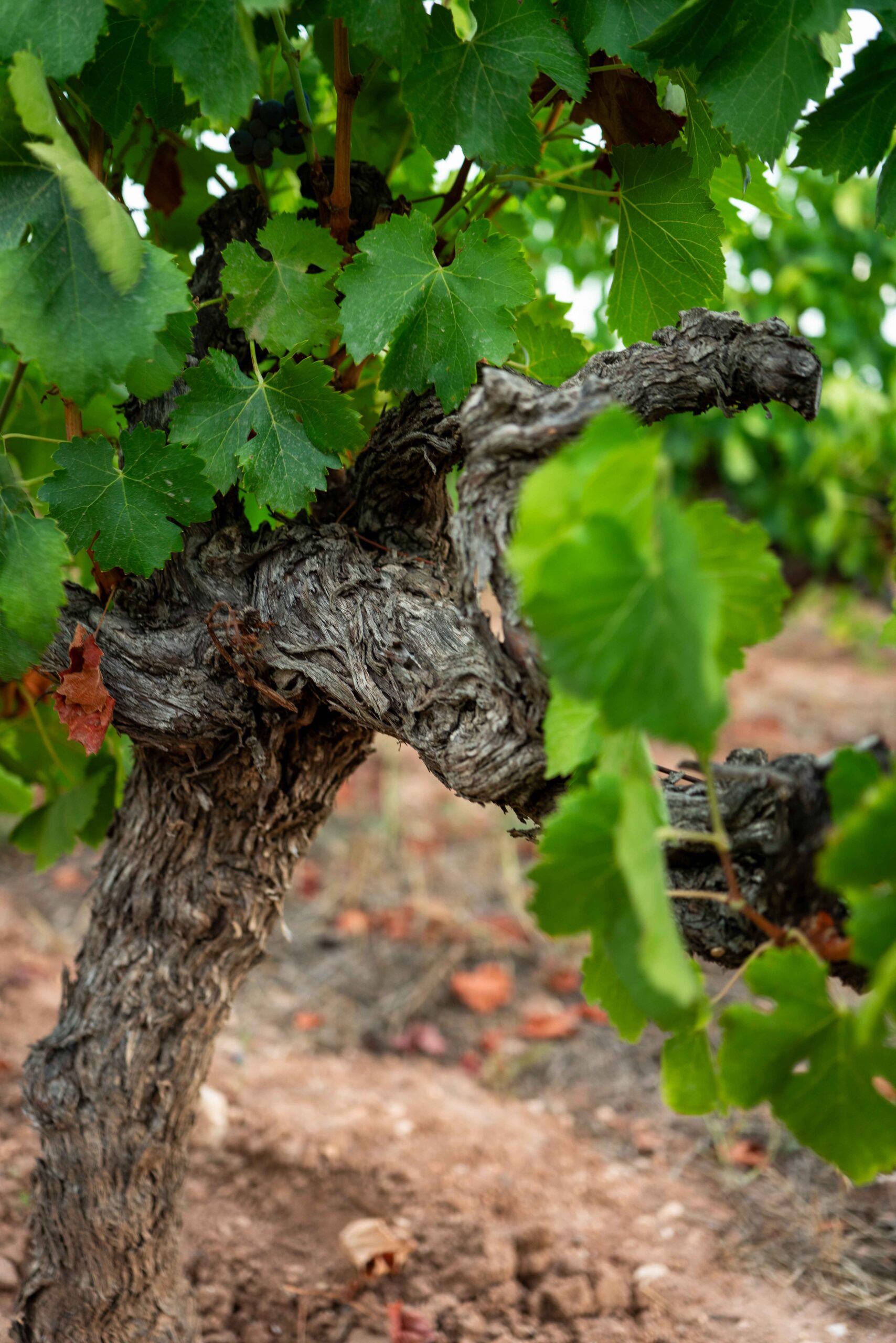 Domaine Travelle