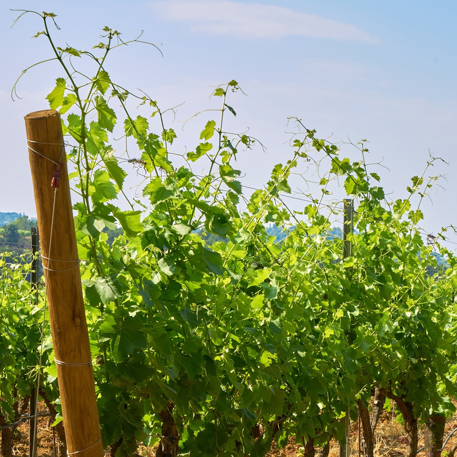 Hostellerie des Vins de Rognes