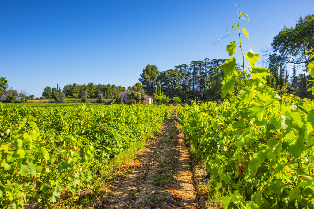 Les Vignerons d'Aix en Provence