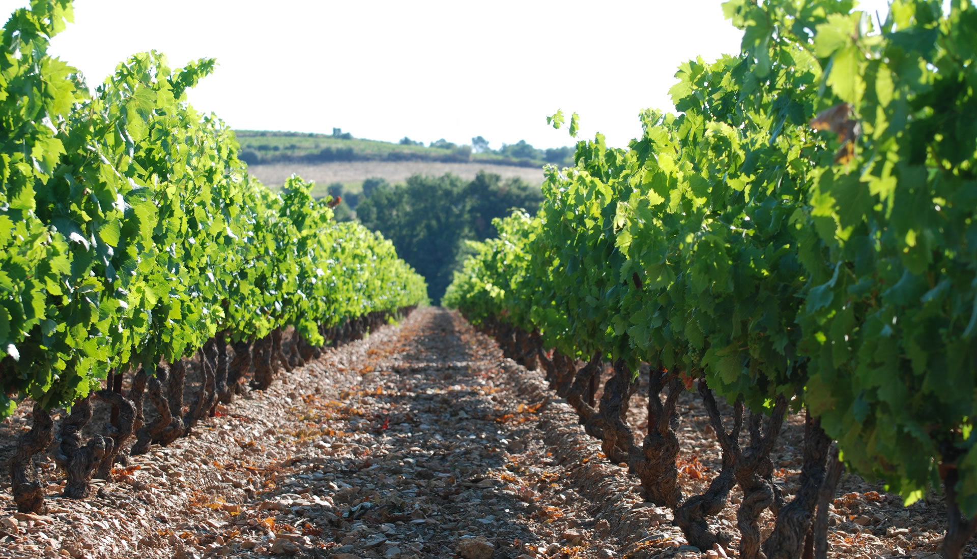 Les Vignerons de la Cave de Pierrefeu