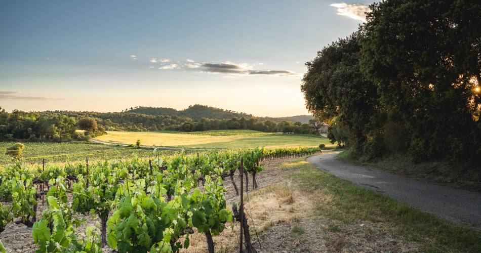 Provence Wine Maker