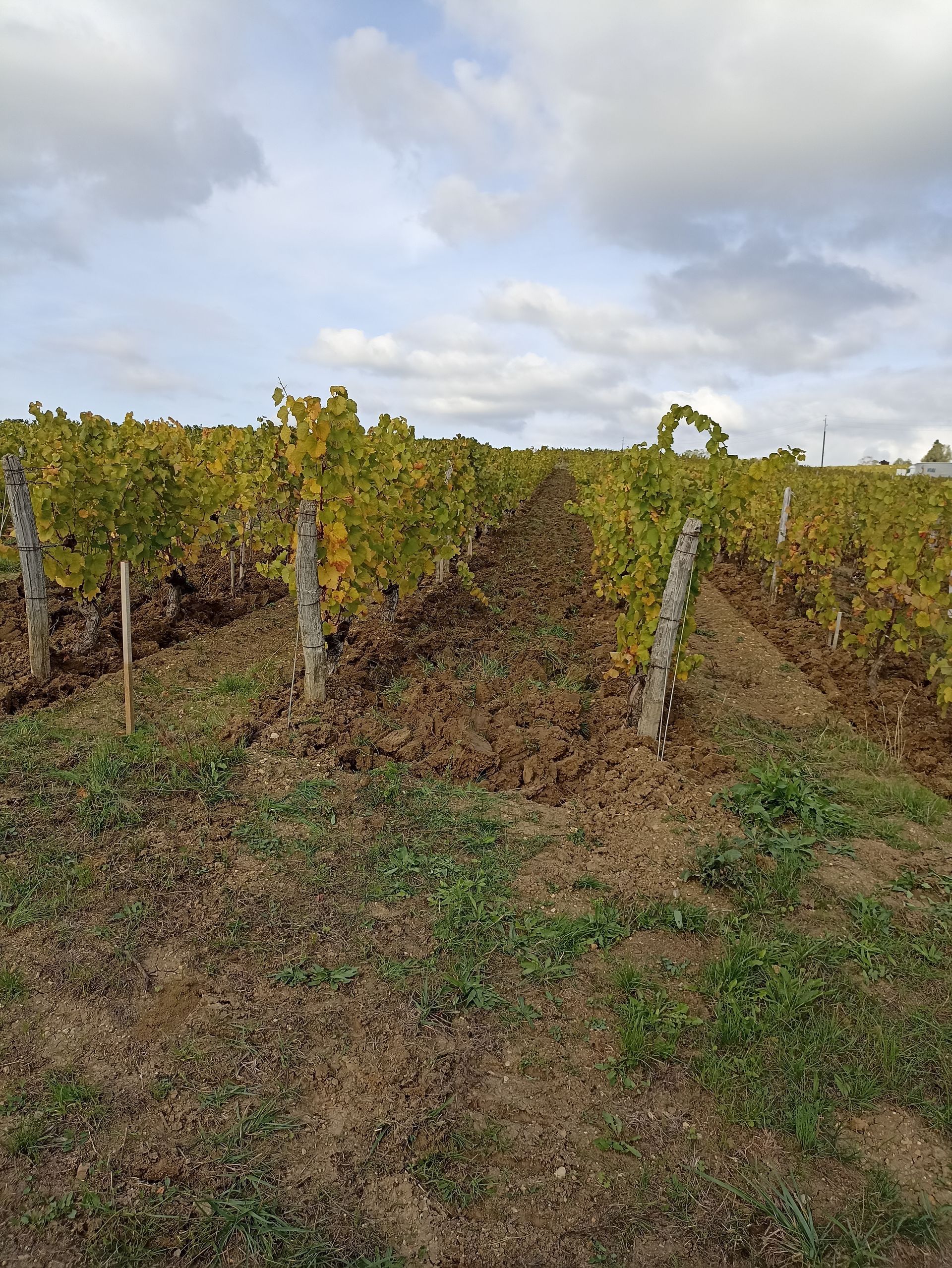 Caveau de Bacchus - Aviet Lucien & Fils
