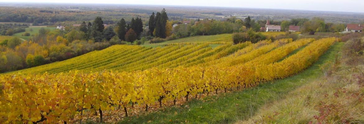 Domaine des Belemnites
